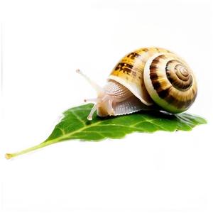 Snail On Leaf Png 64 PNG image