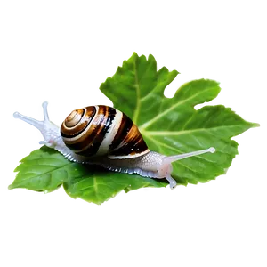 Snail On Leaf Png Eke PNG image