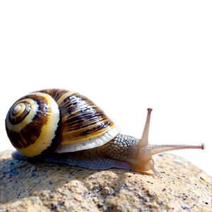 Snail On Rock Png 05232024 PNG image
