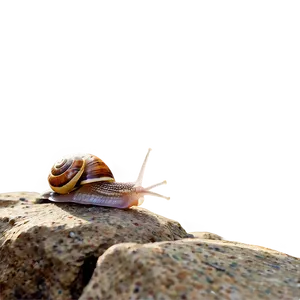 Snail On Rock PNG 05232024 PNG