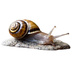 Snail On Rock PNG Eox48 PNG