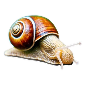 Snail Outline Png 05232024 PNG image