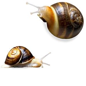 Snail Outline Png Iai28 PNG image