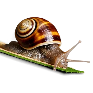 Snail Racing Png 36 PNG image