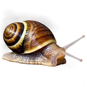 Snail Racing Png Iyc PNG image