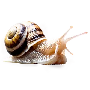 Snail Silhouette PNG Hiy PNG