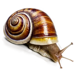 Snail Trail Png Gpk3 PNG image
