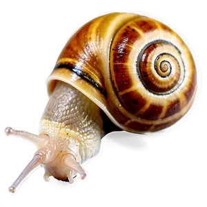 Snail With Snail Shell PNG 4