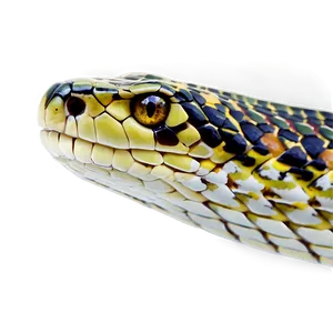 Snake A