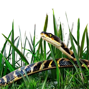 Snake In Grass Png 05032024 PNG image