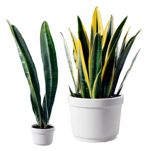 Snake Plant A