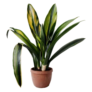 Snake Plant C