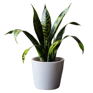 Snake Plant Clipart Png 41 PNG image