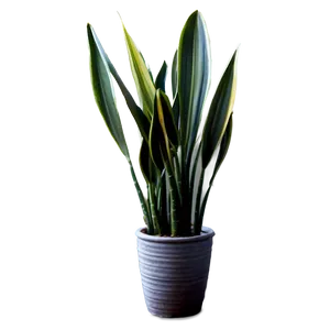 Snake Plant D