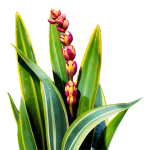 Snake Plant Garden PNG Amy50 PNG