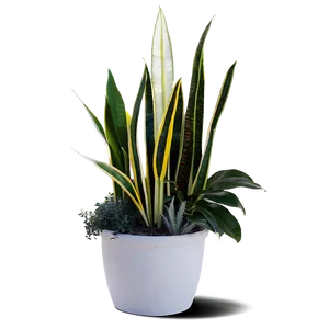 Snake Plant Garden PNG Hrk