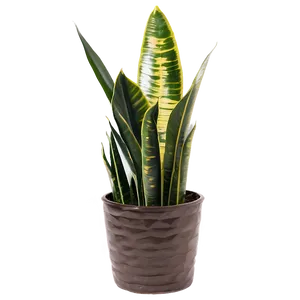 Snake Plant Garden PNG Ufa3 PNG
