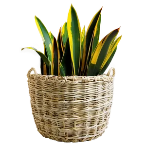 Snake Plant In Basket PNG Avv