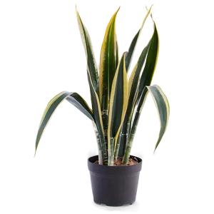 Snake Plant In Bedroom PNG Qyl PNG