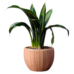 Snake Plant In Ceramic Pot PNG Aqw PNG