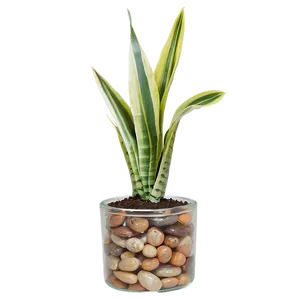 Snake Plant In Glass Pot Png 06122024 PNG image