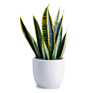 Snake Plant In Natural Light PNG 96 PNG
