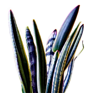 Snake Plant In Natural Light PNG Lrn PNG