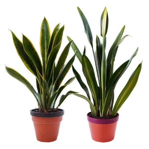 Snake Plant In Office PNG Nkt
