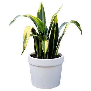 Snake Plant In Pot PNG 06122024