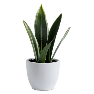 Snake Plant In White Pot Png 36 PNG image