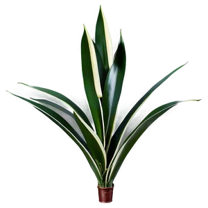 Snake Plant Leaves Png 36 PNG image