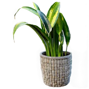 Snake Plant PNG 06122024