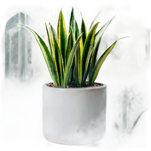 Snake Plant PNG 06122024