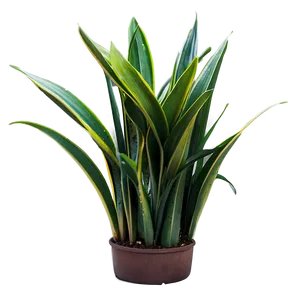 Snake Plant With Dew PNG 06122024