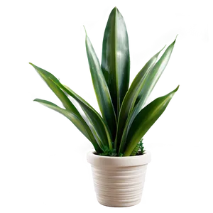 Snake Plant With Dew Png Iht47 PNG image