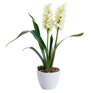 Snake Plant With Flowers PNG 06122024