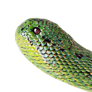 Snake Scales Texture PNG 05252024 PNG
