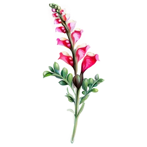 Snapdragon Flower Drawing PNG 59 PNG