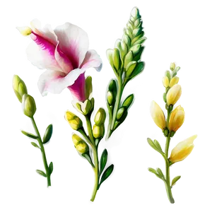 Snapdragon Flower Drawing PNG Wdw61 PNG
