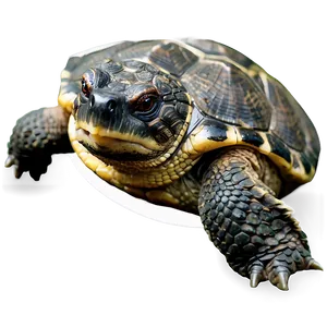 Snapping Turtle A