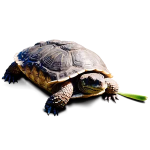 Snapping Turtle At Night PNG 06252024