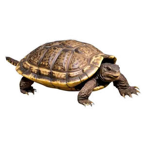 Snapping Turtle At Night PNG 06252024