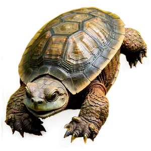 Snapping Turtle At Night PNG Jul