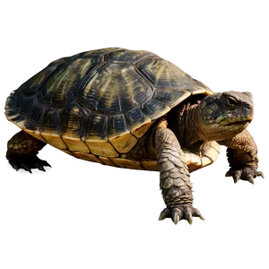 Snapping Turtle At Night PNG Mef