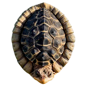 Snapping Turtle B