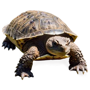 Snapping Turtle Basking In Sunlight PNG 06252024 PNG