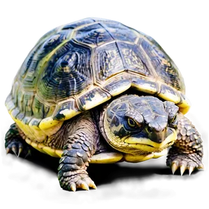 Snapping Turtle C