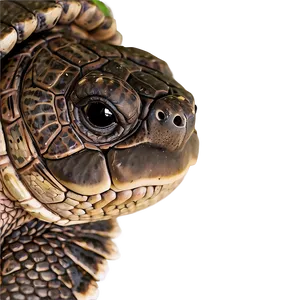 Snapping Turtle Close-up View Png 06252024 PNG image