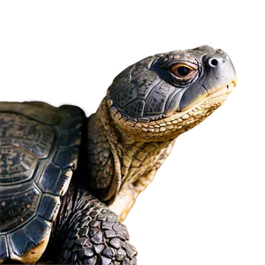 Snapping Turtle Close-up View Png 59 PNG image