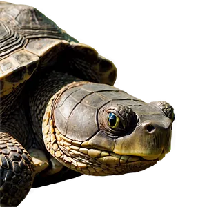 Snapping Turtle D